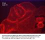 Anti-CD59 (glycoprotein) Antibody