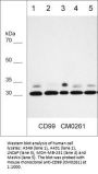 Anti-CD99 (Extracellular region) Antibody