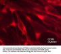 Anti-CD99 (Extracellular region) Antibody