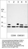 Anti-CD99 (Extracellular region) Antibody