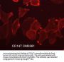 Anti-CD147/Emmprin/Basigin (Extracellular region) Antibody