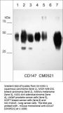 Anti-CD147/Emmprin/Basigin (Extracellular region) Antibody
