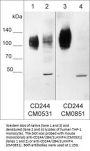 Anti-CD244/2B4/SLAMF4 (Extracellular region) M053 Antibody