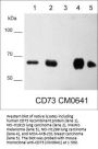 Anti-CD73/NT5E Antibody