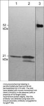 Anti-Cdc42 Antibody