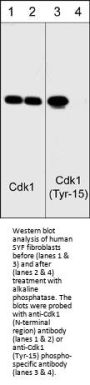 Anti-Cdk1 (Tyr-15) [conserved site], Phosphospecific Antibody