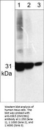 Anti-Cdk5 Antibody