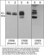 Anti-CREB (Ser-133), Phosphospecific Antibody