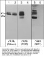 Anti-CREB (Ser-271), Phosphospecific Antibody