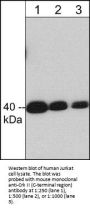 Anti-Crk II (C-terminal region) Antibody