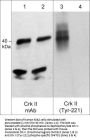 Anti-Crk II (Tyr-221), Phosphospecific Antibody
