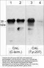Anti-CrkL (C-terminus) Antibody