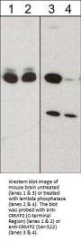 Anti-CRMP2 (C-terminal region) Antibody