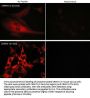 Anti-CRMP2 (C-terminal region) Antibody