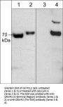 Anti-CRMP2 (Thr-555), Phosphospecific Antibody