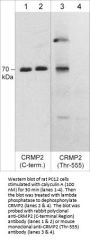 Anti-CRMP2 (Thr-555), Phosphospecific Antibody