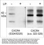Anti-CXCR4 (C-terminal region) Antibody