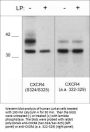 Anti-CXCR4 (Ser-324/Ser-325), Phosphospecific Antibody