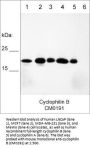 Anti-Cyclophilin B Antibody