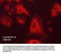 Anti-Cyclophilin B Antibody