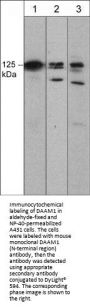 Anti-DAAM1 (N-terminal region) Antibody