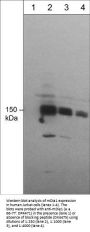 Anti-mDia1 (N-terminal region) Antibody