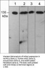 Anti-mDia2 (C-terminal region) Antibody