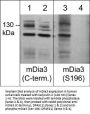 Anti-mDia3 (C-terminus) Antibody