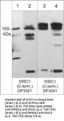 Anti-DISC1 (C-terminus) Antibody