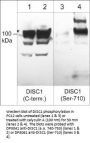 Anti-DISC1 (Ser-710), Phosphospecific Antibody