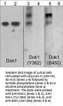 Anti-Dok1 (Ser-450), Phosphospecific Antibody