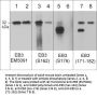 Anti-EB3 (Ser-162), Phosphospecific Antibody