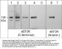 Anti-eEF2K (C-terminus) Antibody
