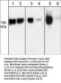 Anti-EGFR (N-terminal region) Antibody
