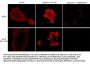 Anti-EGFR (Ser-1142), Phosphospecific Antibody