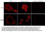 Anti-EGFR (Ser-967), Phosphospecific Antibody