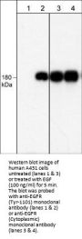 Anti-EGFR (Tyr-1101), Phosphospecific Antibody