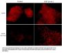 Anti-EGFR (Tyr-1101), Phosphospecific Antibody