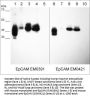 Anti-EpCAM (Extracellular region) Antibody