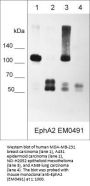 Anti-EphA2 (Extracellular region) M049 Antibody