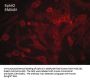 Anti-EphA2 (Extracellular region) M049 Antibody