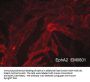 Anti-EphA2 (Extracellular region) M060 Antibody