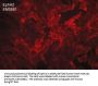 Anti-EphA2 (Extracellular region) M088 Antibody