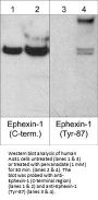 Anti-Ephexin-1 (Tyr-87), Phosphospecific Antibody