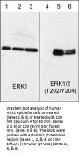 Anti-ERK1 (Thr-202/Tyr-204) [conserved], Phosphospecific Antibody