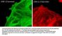 Anti-ERK1 (Thr-202/Tyr-204) [conserved], Phosphospecific Antibody