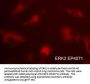 Anti-ERK2 (central region) Antibody