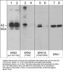 Anti-ERK1(T207)/ERK2(T188) [conserved], Phosphospecific Antibody
