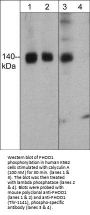 Anti-FHOD1 (Thr-1141), Phosphospecific Antibody