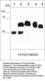 Anti-FXYD5/Dysadherin (Extracellular region) Antibody